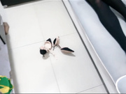 晴朗的周末家中玩弄我的专属精厕母狗